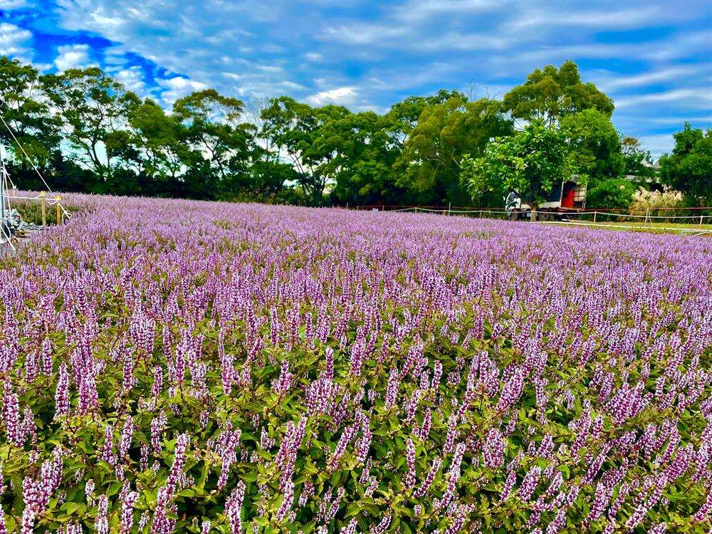 紫色仙草花海的景色十分療癒