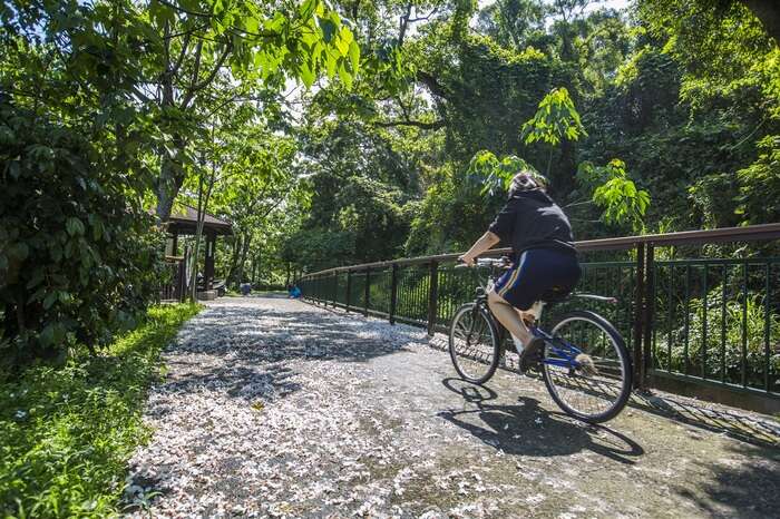 桐花步道是在地人推薦的賞花祕境。（圖片來源：水流東休閒農業區官網）