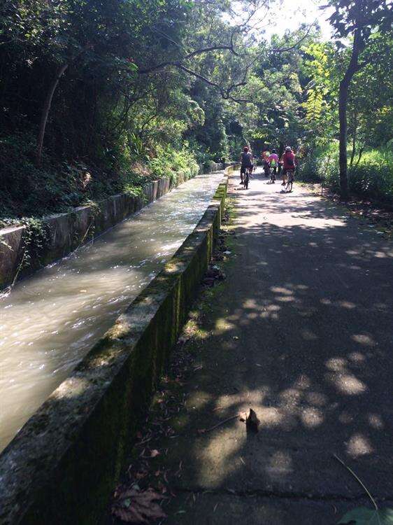 水流東桐花步道（圖片來源：水流東休閒農業區FB）