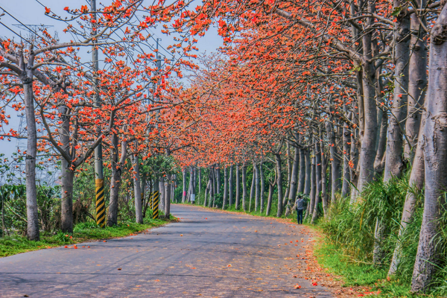 彰化著名的二林木棉花道每年三月盛開，吸引許多人前往朝聖拍照