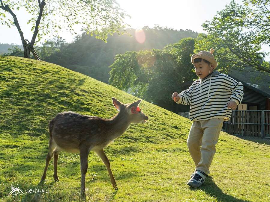 斑比山丘休閒農場內與小鹿斑比完耍。