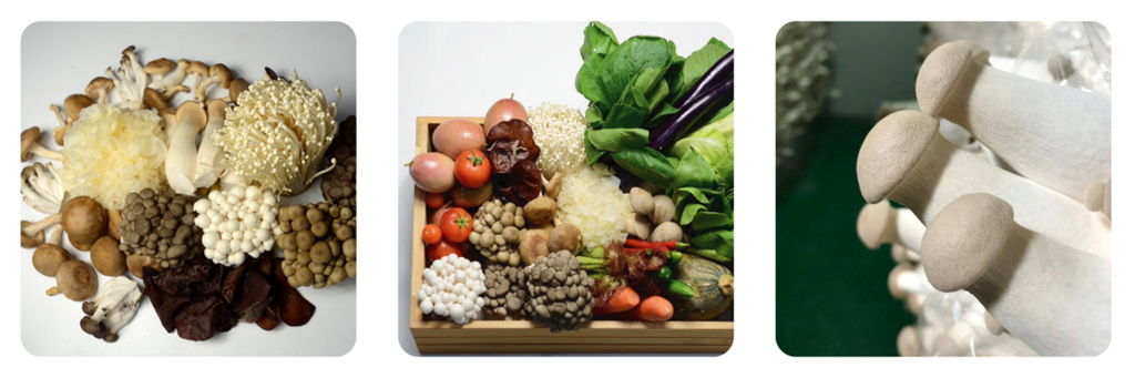 不同品種的菇類