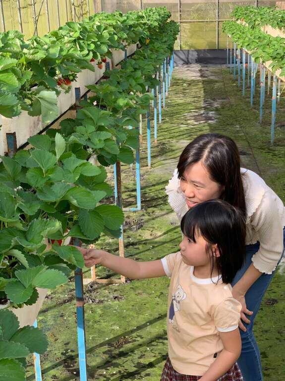 小朋友體驗摘採草莓。