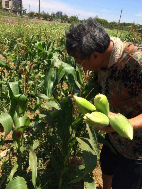 豔陽下採收成熟的玉米。