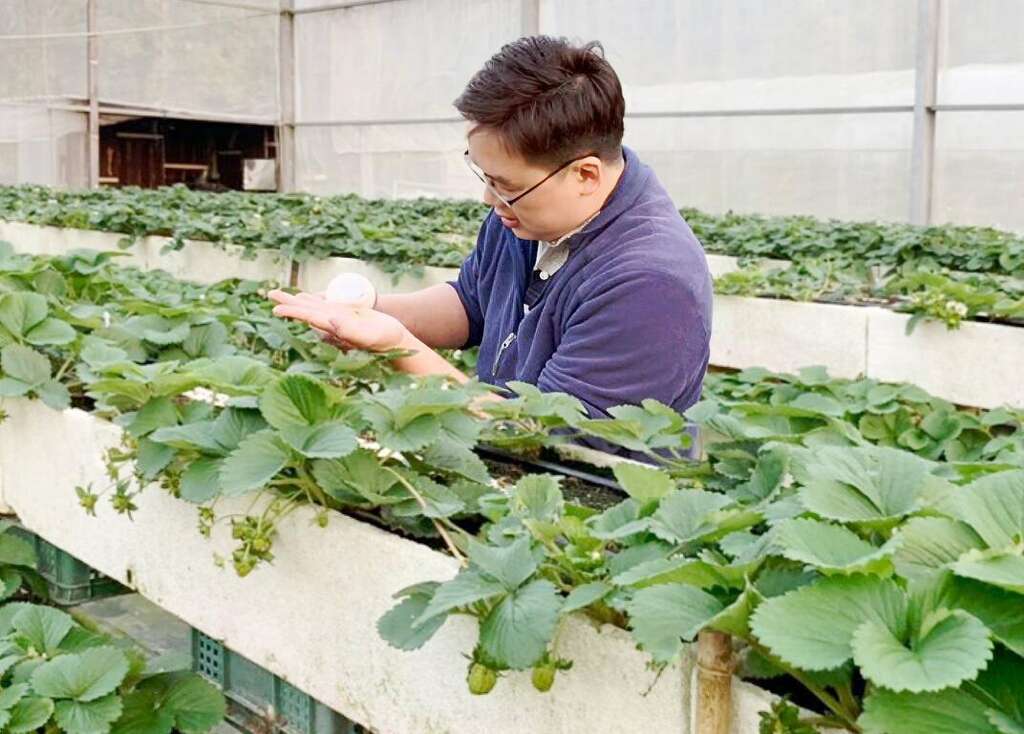 用心照顧種植的草莓園。