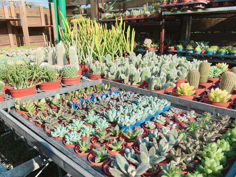 品種多樣的多肉植物盆栽。