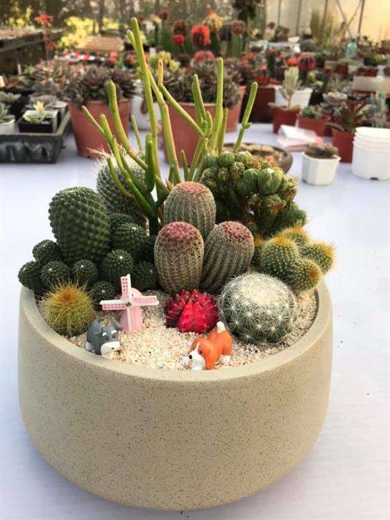 自組多肉植物盆的體驗。