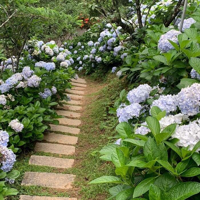 杉林松境休閒農場的繡球花小徑(圖片來源 : 杉林松境休閒農場粉絲專頁)