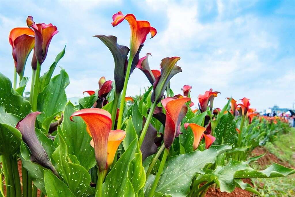 橘黃色的彩芋(圖片來源 ：2021桃園彩色海芋季)