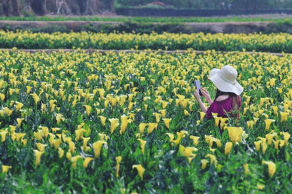 整遍金黃色海芋田(圖片來源 IG：3more_hi4)