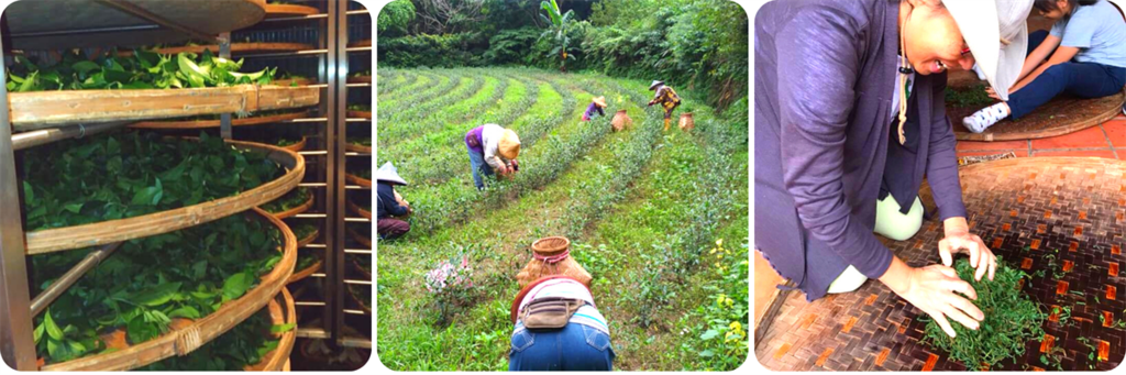 製茶DIY體驗，讓旅客體驗茶農日常。