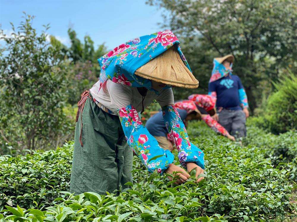木柵山區的美加茶園。