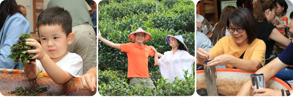 透過揉捻感受紅茶的溫度。