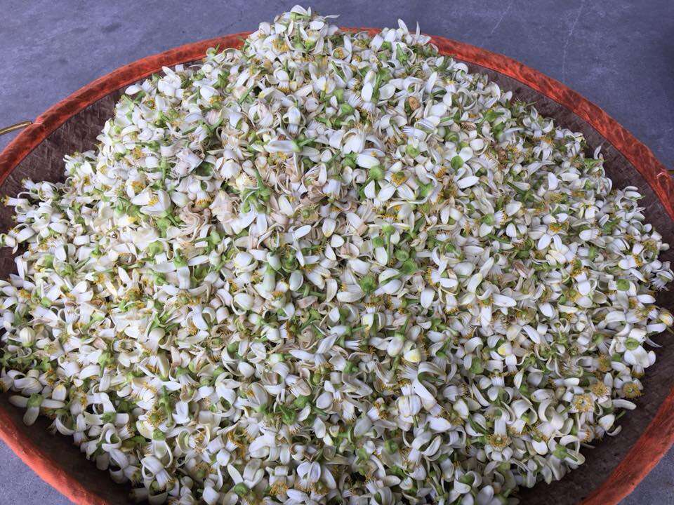 祥語有機農場所種植的茶葉格外清新、風味獨特。