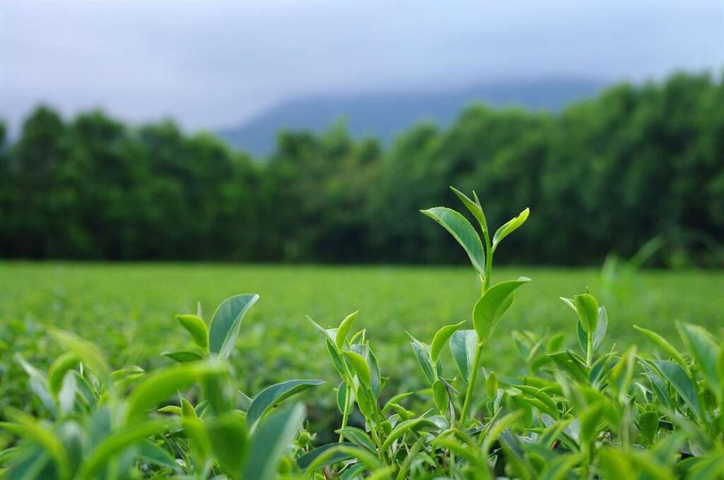 林旺製茶撒上檜木屑覆蓋土壤，沖出的茶有淡淡檜木香是其特色。