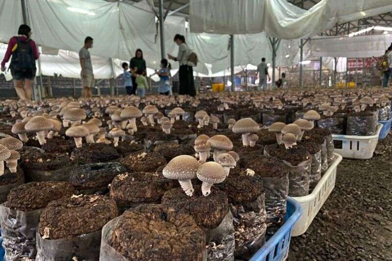 百菇莊（台灣休閒農業協會提供）