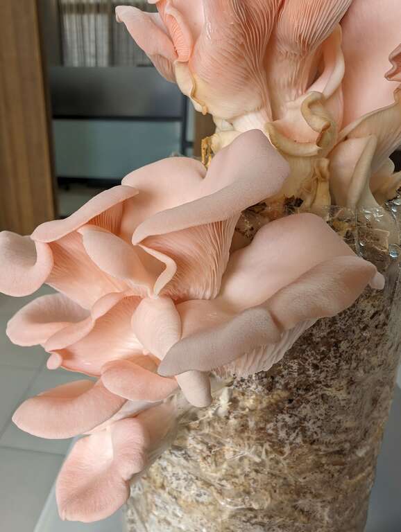 體驗在家以太空包種玫瑰菇