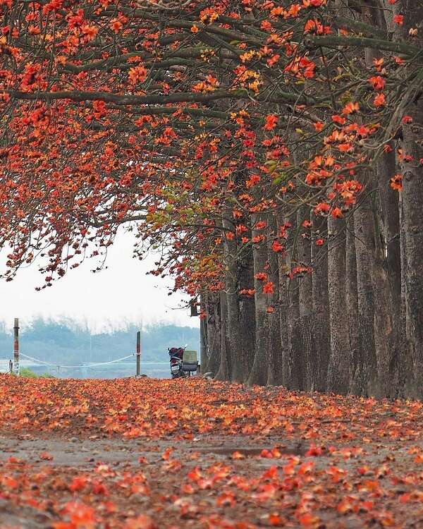 彰化縣竹塘鄉的竹塘木棉道