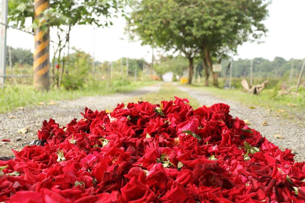 大花農場-玫瑰花瓣醬DIY