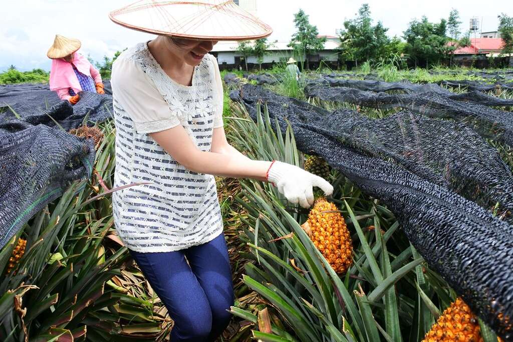 鴻旗有機休閒農場-採果樂(鳳梨、火龍果)