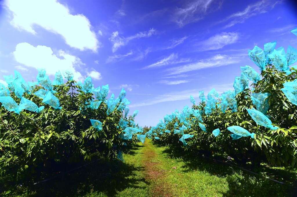 乾坤有機生態休閒農場-採果體驗