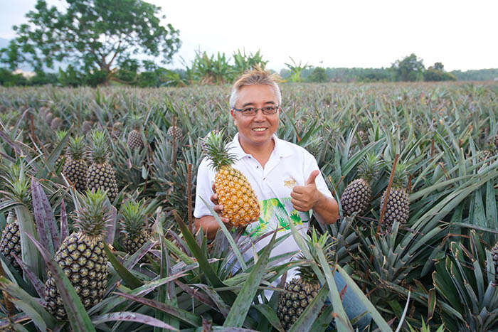 屏東- 高樹鴻旗有機農場　鳳梨老師來上課