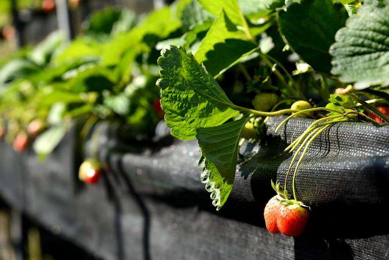 台東- 爸媽不累！帶孩子體驗採果泡湯之農家樂