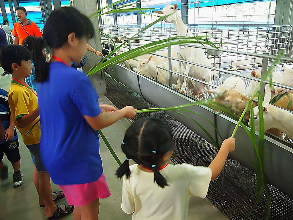 高雄- 春遊南台灣 採果放牧喜羊羊之旅