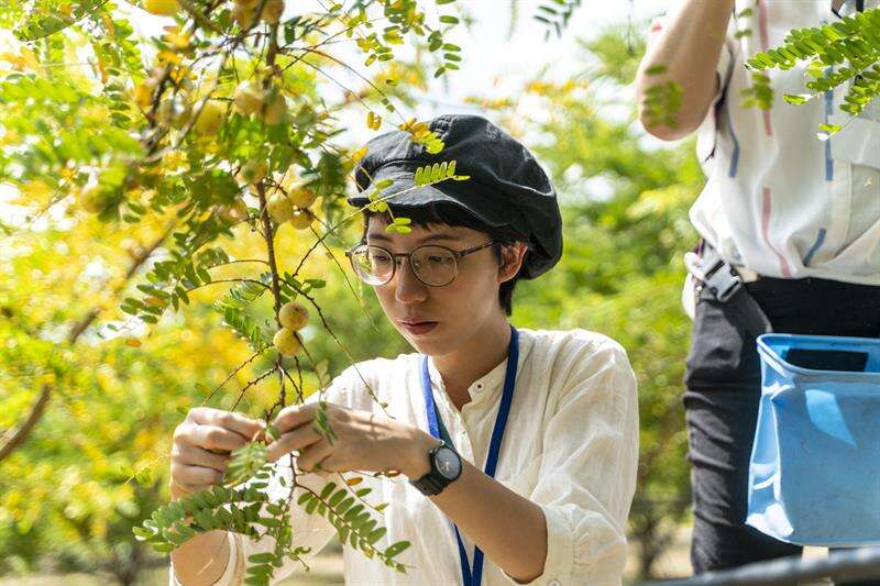 Me棗居自然農園以友善土地理念，用心栽培、復育台灣少見的水果餘甘子（攝影：張家瑋）
