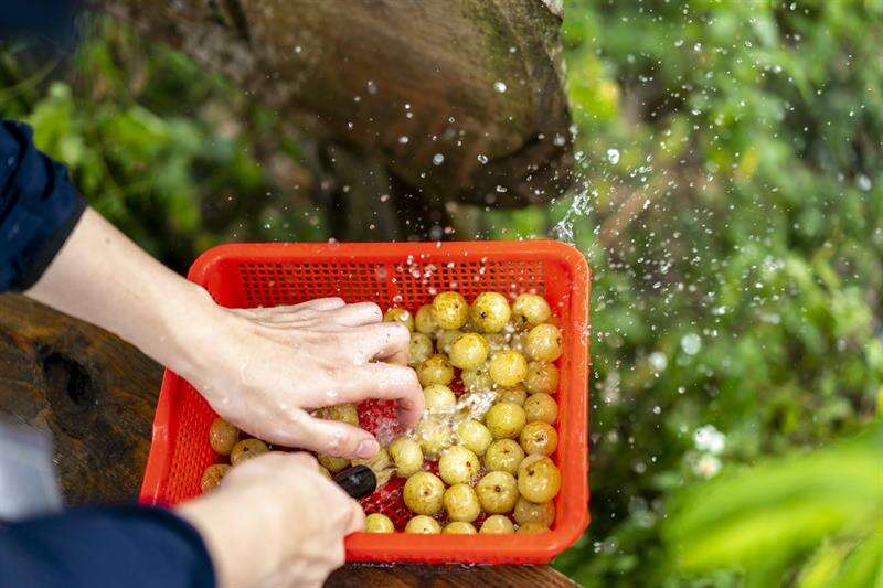 清洗過後的餘甘子，如彈珠般飽滿剔透（攝影：張家瑋）