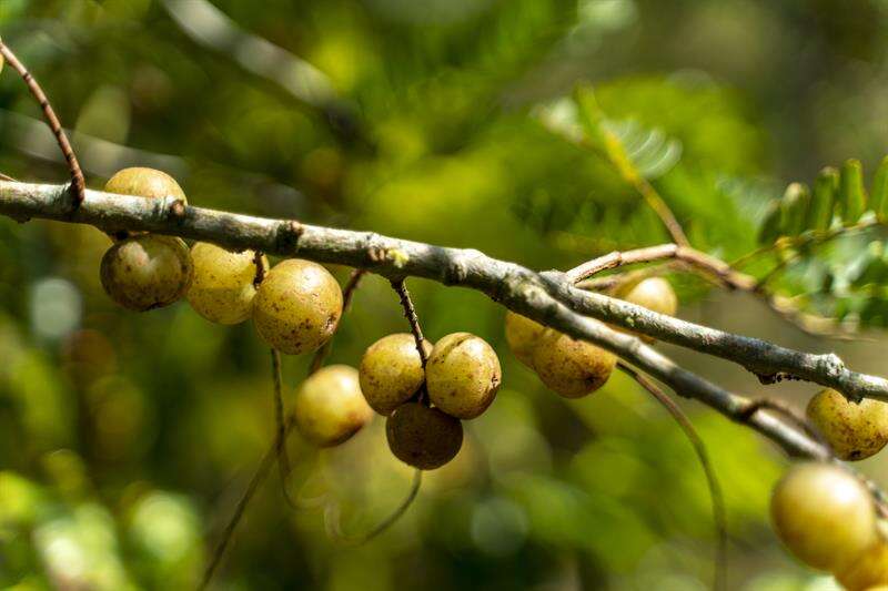 苗栗餘甘子食材小旅行，來張靈籤許願一生平安吧！（攝影：張家瑋）