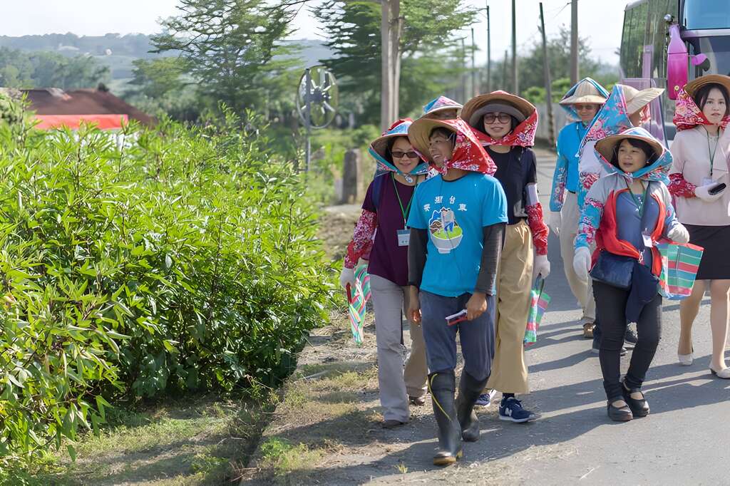 轉個角，洛神葵田就在馬路旁伸手可及之處。10月初正好是產季開始期間，我們到訪時零星開花，再過一段時間會有更好的花況