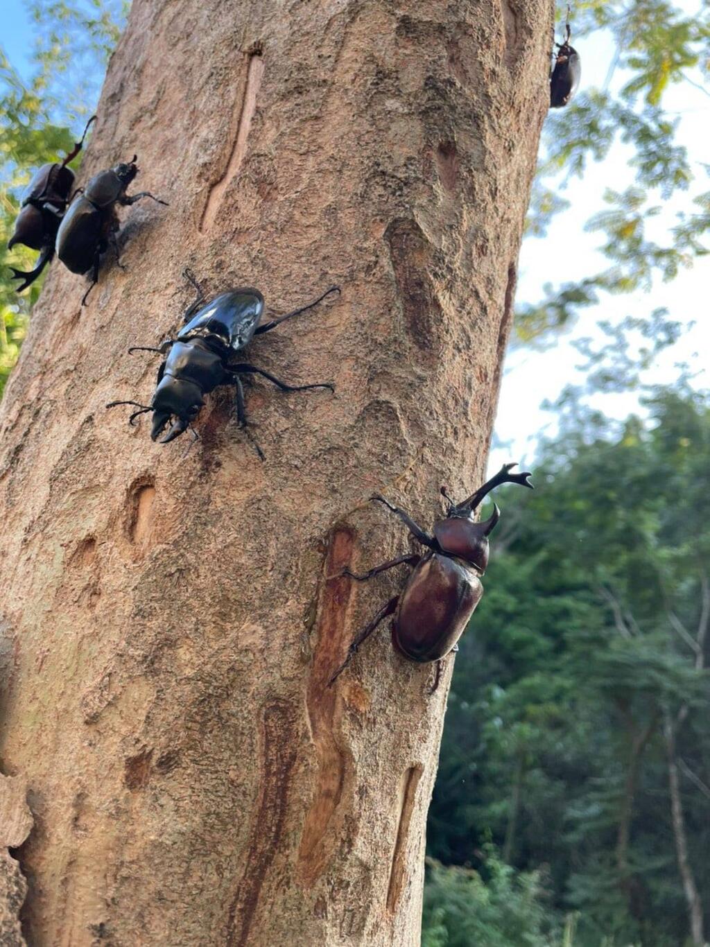 觀察野生獨角仙生態
