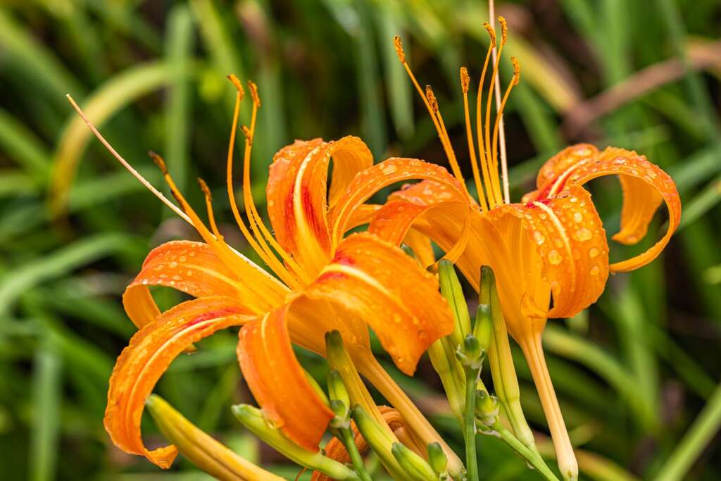金針適合觀賞，也能入菜