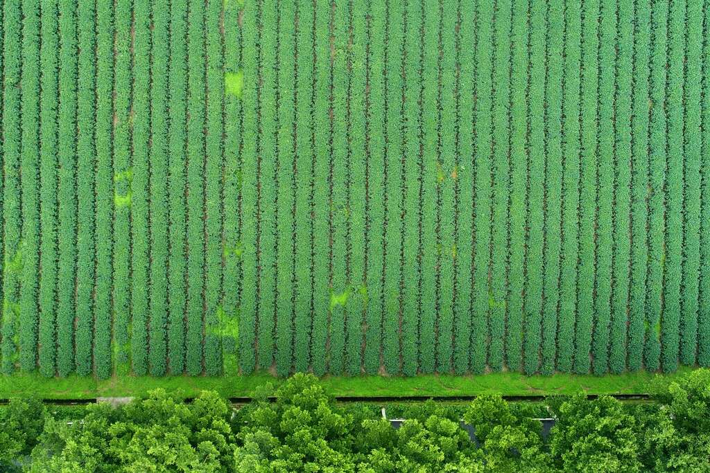 鹿野高台的茶產業從1960年代開始發展