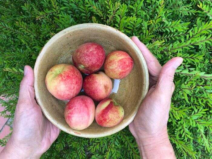 水蜜桃單價高且易受傷，提供遊客現採體驗的果園較少