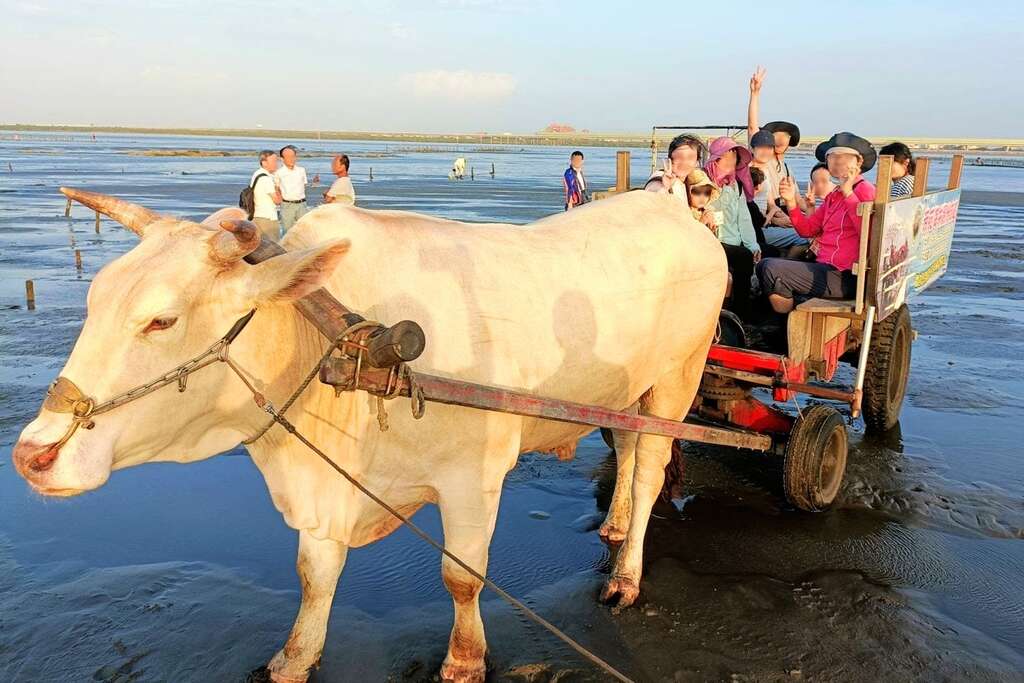 蚵農們會訓練黃牛來擔任「海牛」，作為潮間帶的運輸幫手（海牛驛站提供）