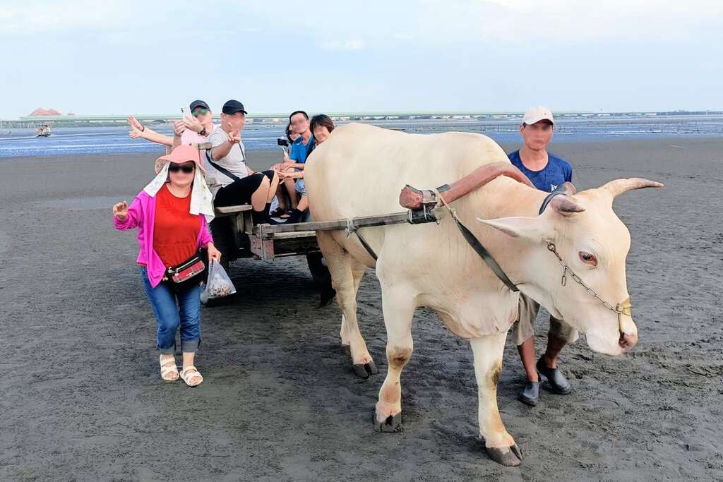 彰化縣已將「芳苑潮間帶牛車採蚵」列為無形文化資產（海牛驛站提供）