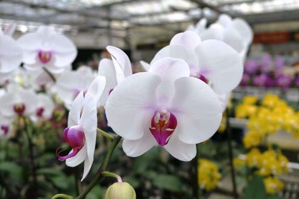 月眉休閒農業區（金興蘭園）