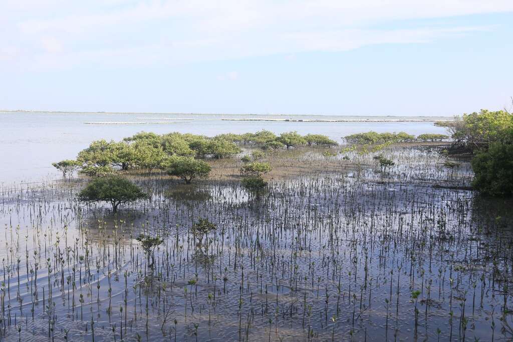 網仔寮汕的潮間帶有許多生物棲息