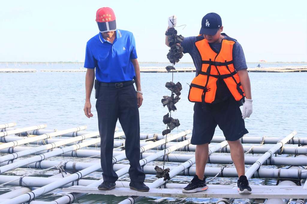 遊客踏上船長的蚵架嘗試拉起蚵串