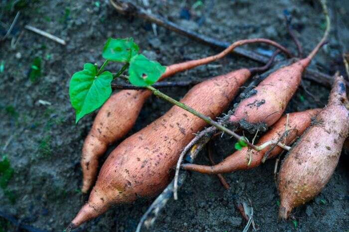 甘藷（台灣休閒農業協會提供）