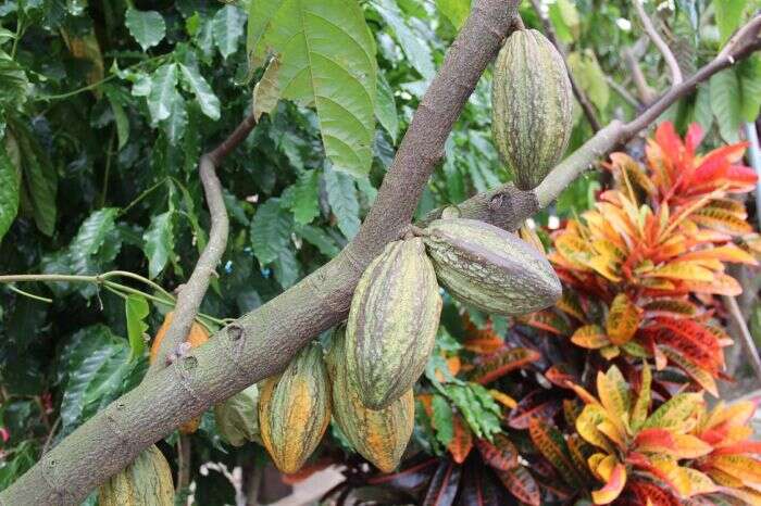 屏東可可的風味，令許多外國專家也印象深刻