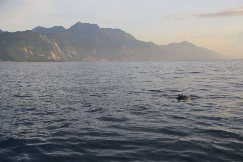 兩條海豚距離左側船舷約30公尺