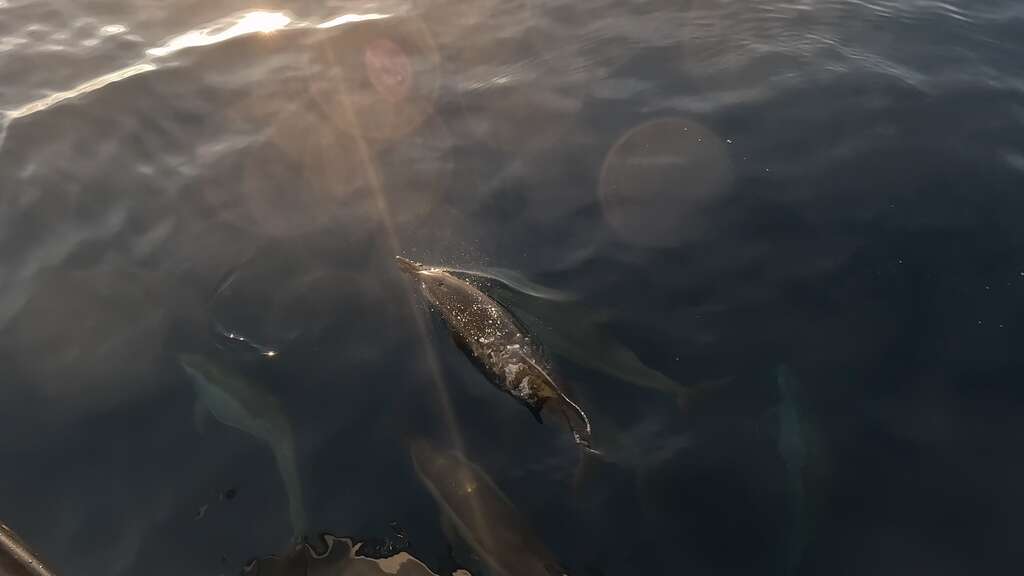 船已停下，三條海豚停在船旁，大概僅3公尺遠