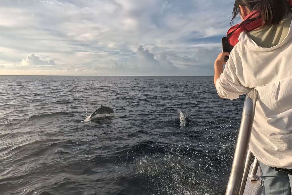 兩條海豚跳出賞鯨船左舷的海面，距離不到10公尺，與船同方向前進。有遊客持手機拍照