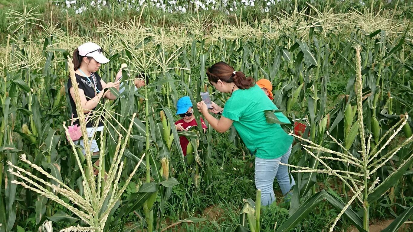 親子採收玉米