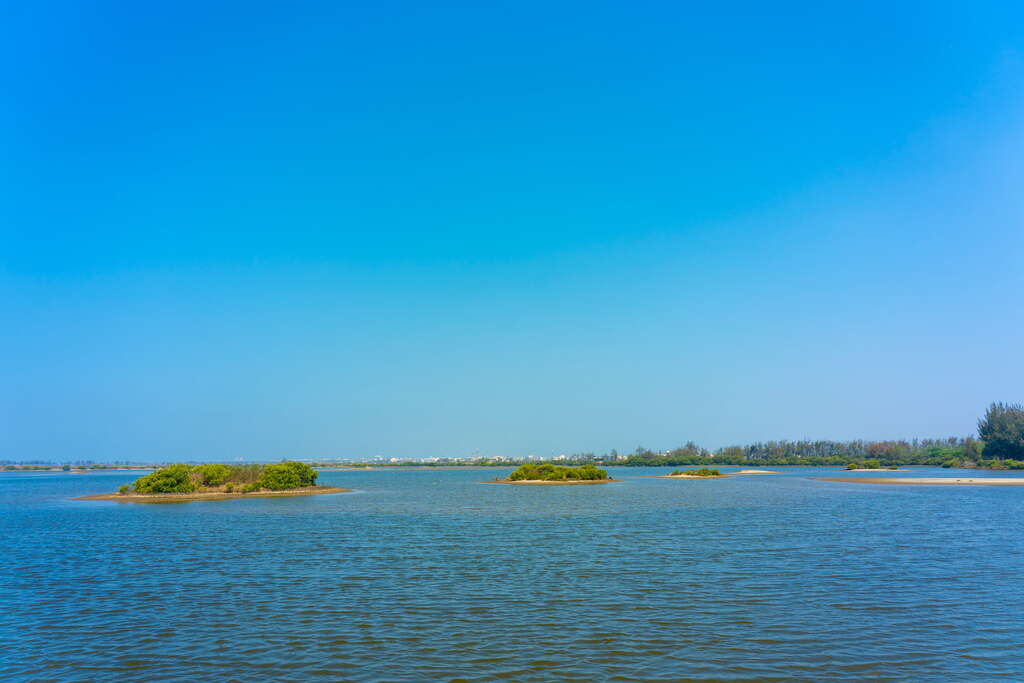 布袋濕地為吸引鳥類棲息之處