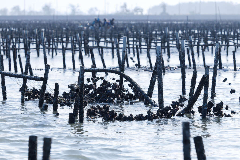 前往沙洲途中可見到海中的蚵架（台灣休閒農業協會提供）