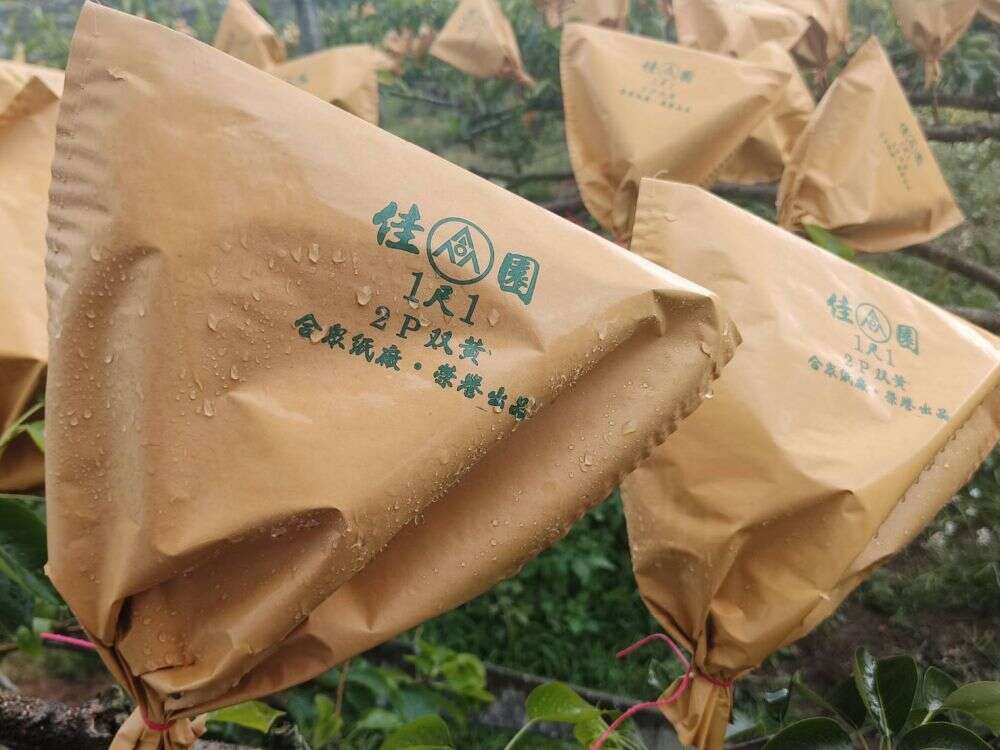 高接梨照顧不易，每棵高接梨結果後都得一一套袋避免蟲害（梨之鄉休閒農業區提供）